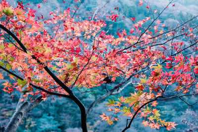 Low angle view of cherry blossom tree during autumn