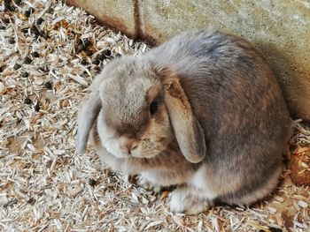 High angle view of rabbit on field