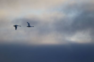 Pair of mute swans flying in cloudy sky