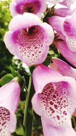 Close-up of pink flowers blooming outdoors