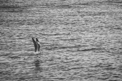 High angle view of duck swimming in sea