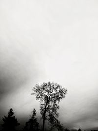 Low angle view of bare tree against clear sky