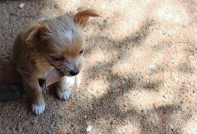 High angle view of a dog