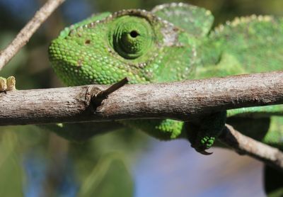 Close-up of lizard on tree