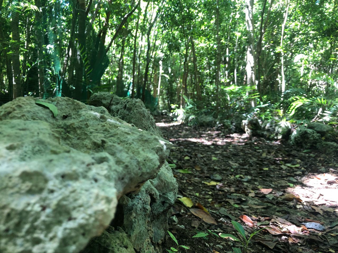 forest, tree, land, plant, nature, growth, trunk, tree trunk, tranquility, woodland, day, beauty in nature, no people, rock, outdoors, rock - object, solid, tranquil scene, plant part, sunlight, leaves