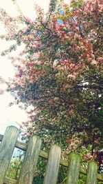 Low angle view of tree against sky