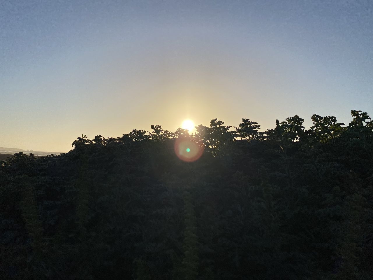 SILHOUETTE PLANTS AGAINST SKY DURING SUNSET