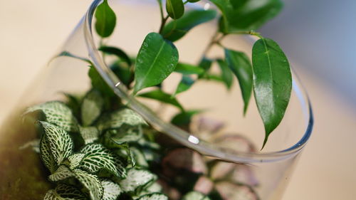 Close-up of potted plant on glass table