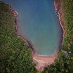 Directly above shot of lake and trees