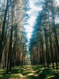 Road passing through forest