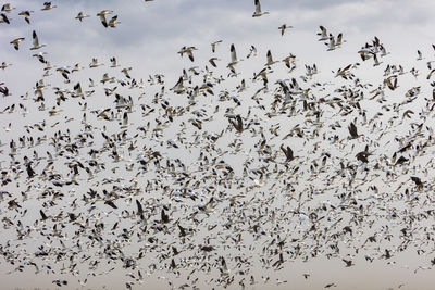 Low angle view of birds flying against sky