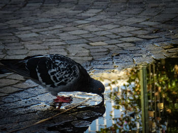 Pigeon perching on a lake