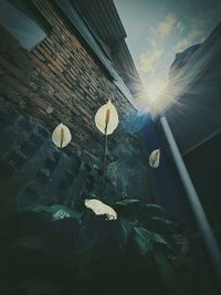 Low angle view of flowering plants against sky