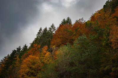 Trees growing in forest against sky during autumn