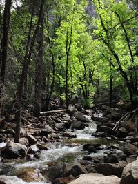 Stream passing through forest