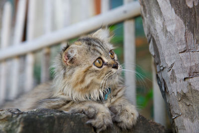 Close-up of a cat looking away