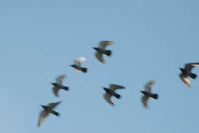 Low angle view of birds flying against clear blue sky