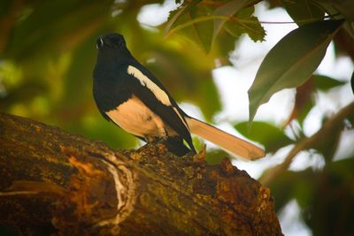 Close-up of bird perching on branch