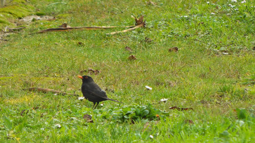 Bird perching on a field