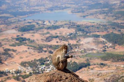 Monkey sitting on rock