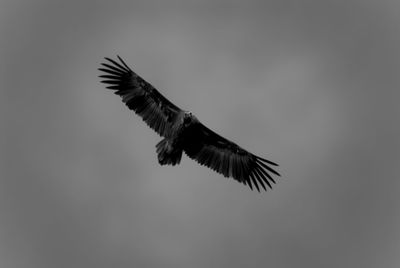 Close-up of eagle flying against sky