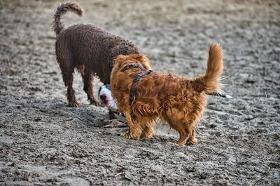 Side view of dog standing on land