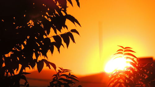 Silhouette plants against sky during sunset