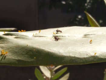 Close-up of fly on leaf