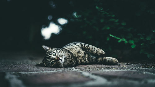 Portrait of cat relaxing outdoors