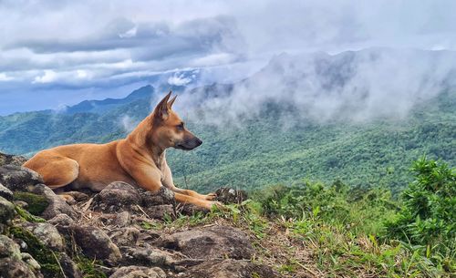 View of a horse on mountain