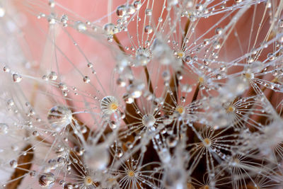 Full frame shot of wet spider web on plant