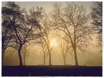 Trees against sky during sunset