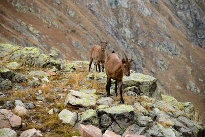 The west caucasian tur capra caucasica. caucasian mountain goats in their natural habitat