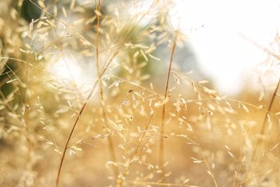 Close-up of stalks in field