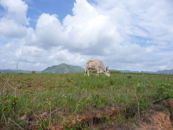 Cows grazing on field against sky