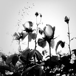 Low angle view of plants