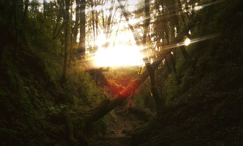 Trees in forest