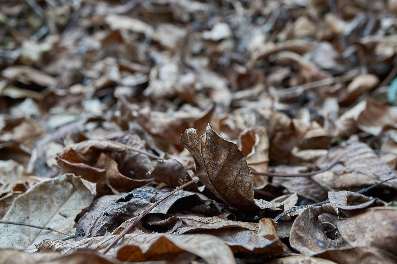 Walnut foliage