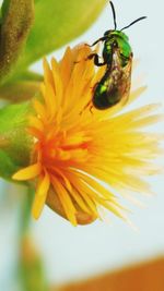 Close-up of honey bee on yellow flower