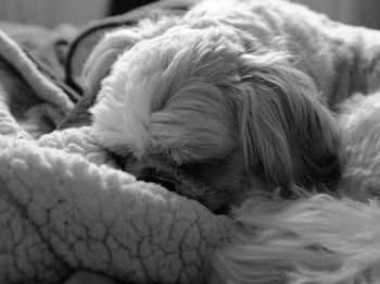 Close-up of dog sleeping at home