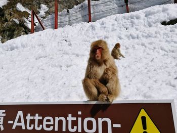 Monkey on snow