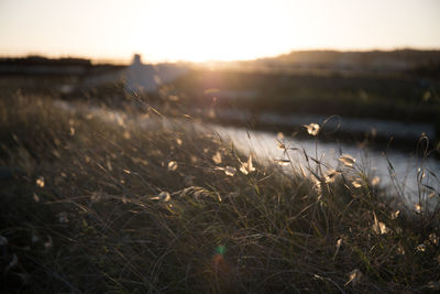 Grass on field against sky during sunset