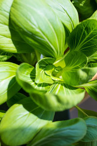 Close-up of green leaves