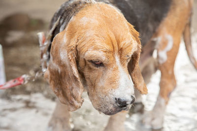 Close-up portrait of a dog