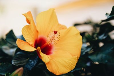 Close-up of yellow hibiscus flower blooming outdoors