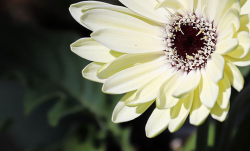 Closeup fo a white gerbera daisy flower.