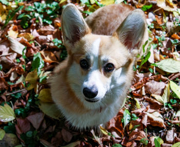 High angle portrait of a dog on field