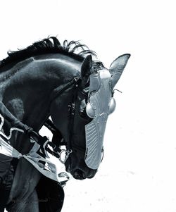 View of a horse against clear sky