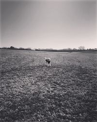 View of dog on field against sky