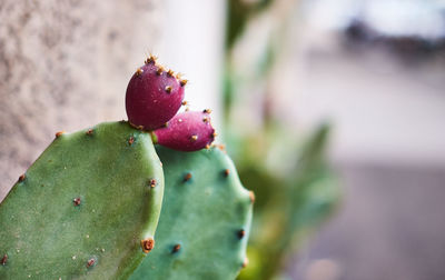 Close-up of succulent plant